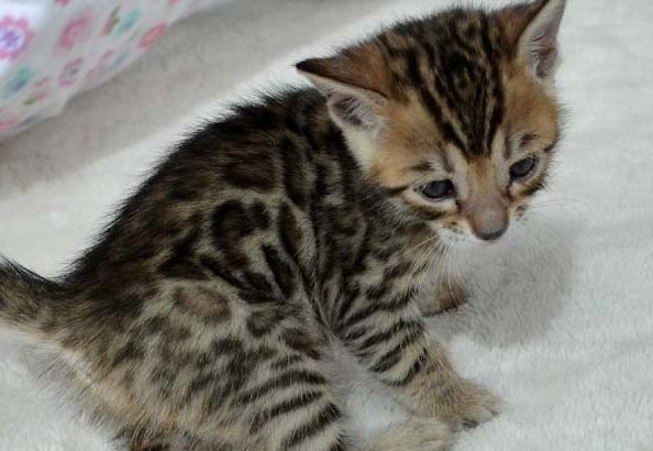 Bengal kitten
