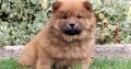 chow chow puppies Available for sale