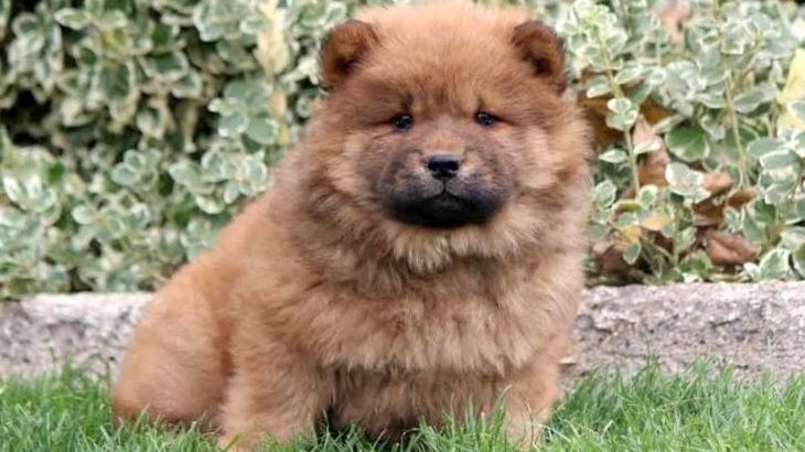 chow chow puppies Available for sale