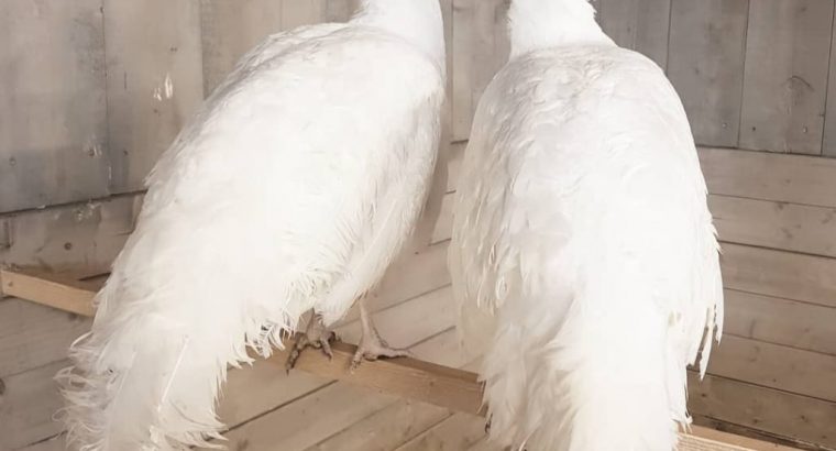 Peacocks and Peahens Pairs