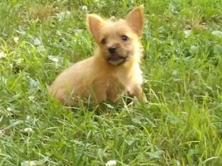 Norwich terrier puppies for sale