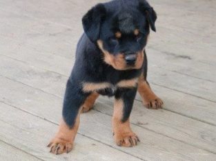 Rottweiler Puppies For Sale