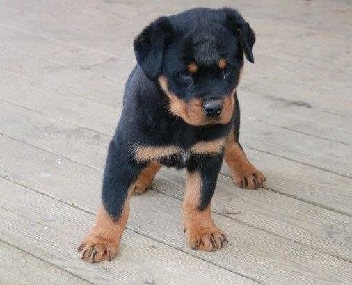 Rottweiler Puppies For Sale
