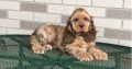 cocker spaniel puppies for sale