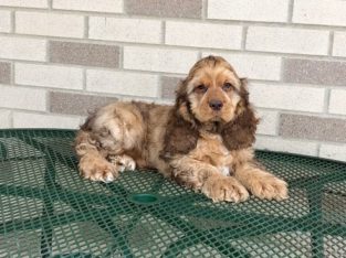 cocker spaniel puppies for sale