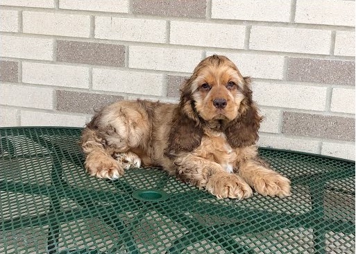 cocker spaniel puppies for sale