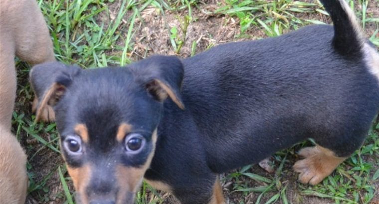 Hunt terrier puppies for sale