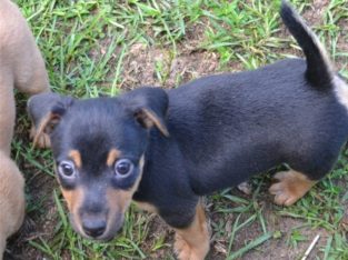 Hunt terrier puppies for sale