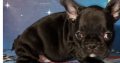 French Bulldog puppies Available for sale