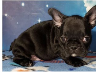 French Bulldog puppies Available for sale