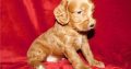 Cockapoo For Sale