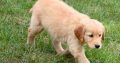 Golden Retriever Puppies For Sale