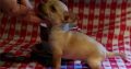 Chihuahua puppies for sale