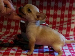 Chihuahua puppies for sale