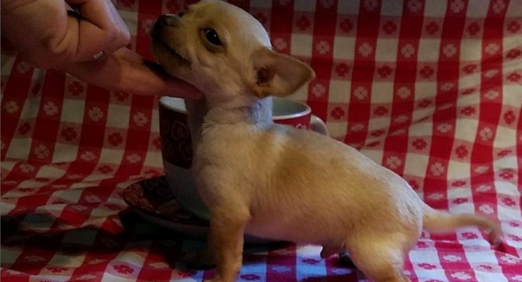 Chihuahua puppies for sale