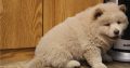 chow chow puppies Available for sale