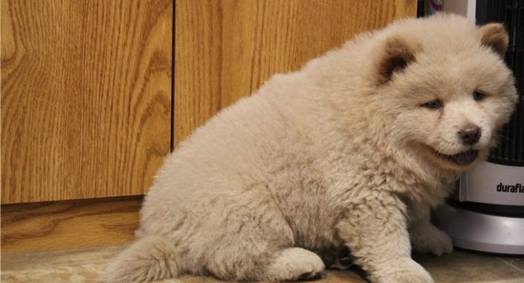 chow chow puppies Available for sale