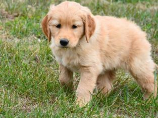 Golden Retriever Puppies For Sale