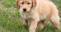 Golden Retriever Puppies For Sale