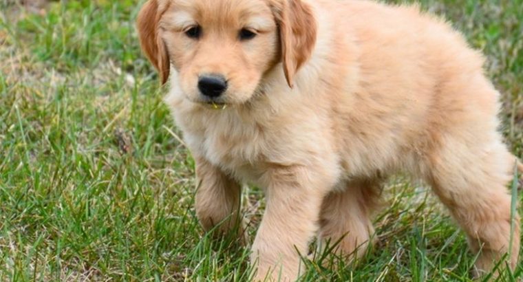 Golden Retriever Puppies For Sale