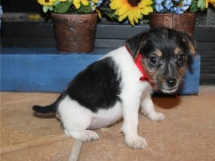Jack Russell Terrier puppies Available for sale