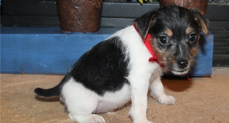 Jack Russell Terrier puppies Available for sale