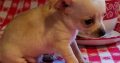 Chihuahua puppies for sale