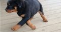 Rottweiler Puppies For Sale