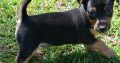 Hunt terrier puppies for sale