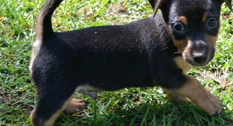 Hunt terrier puppies for sale