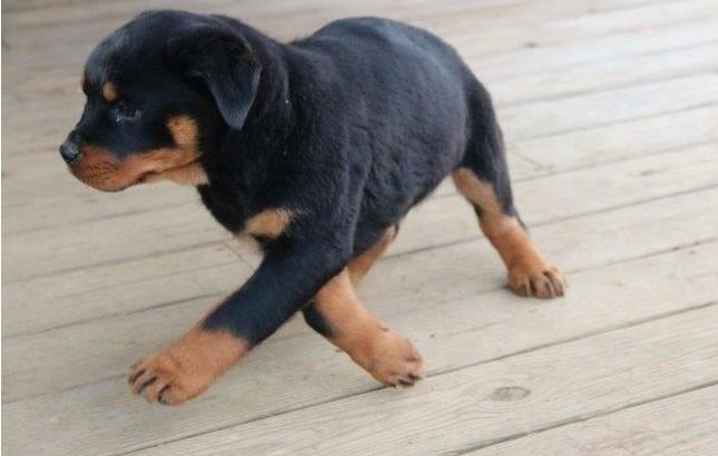 Rottweiler Puppies For Sale