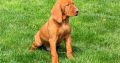 Vizsla For Sale