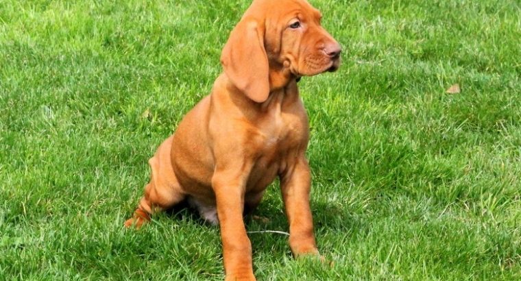 Vizsla For Sale