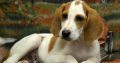 American foxhound puppies for sale