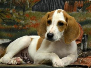 American foxhound puppies for sale