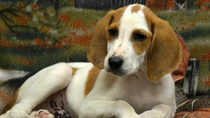 American foxhound puppies for sale