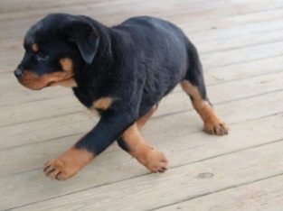 Rottweiler Puppies For Sale