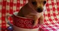 Chihuahua puppies for sale