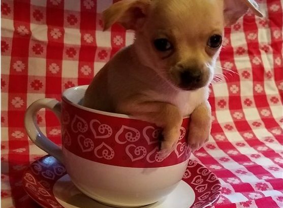 Chihuahua puppies for sale