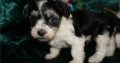 Havanese puppies for sale