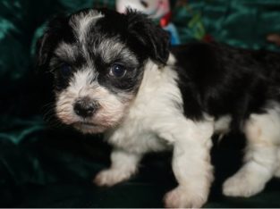 Havanese puppies for sale