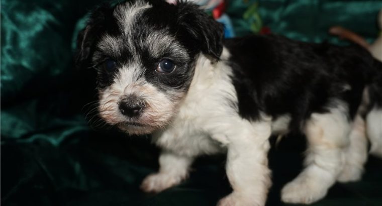 Havanese puppies for sale