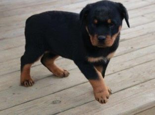 Rottweiler Puppies For Sale