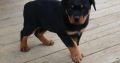 Rottweiler Puppies For Sale