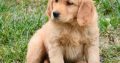 Golden Retriever Puppies For Sale