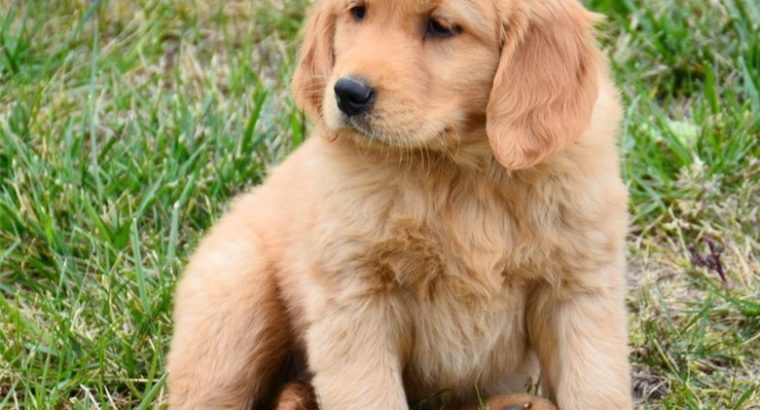 Golden Retriever Puppies For Sale