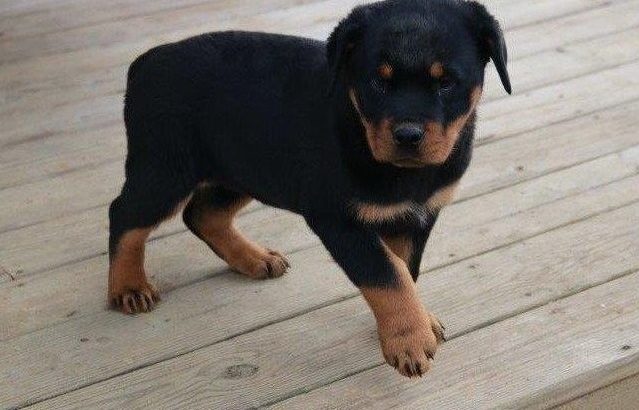 Rottweiler Puppies For Sale