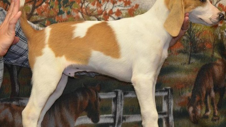 American foxhound puppies for sale