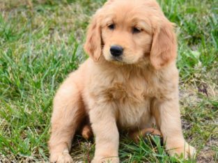 Golden Retriever Puppies For Sale