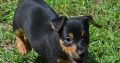 Hunt terrier puppies for sale